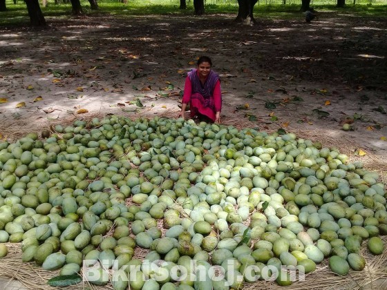 37 টি বড আম গাছ  বিক্রি হবে